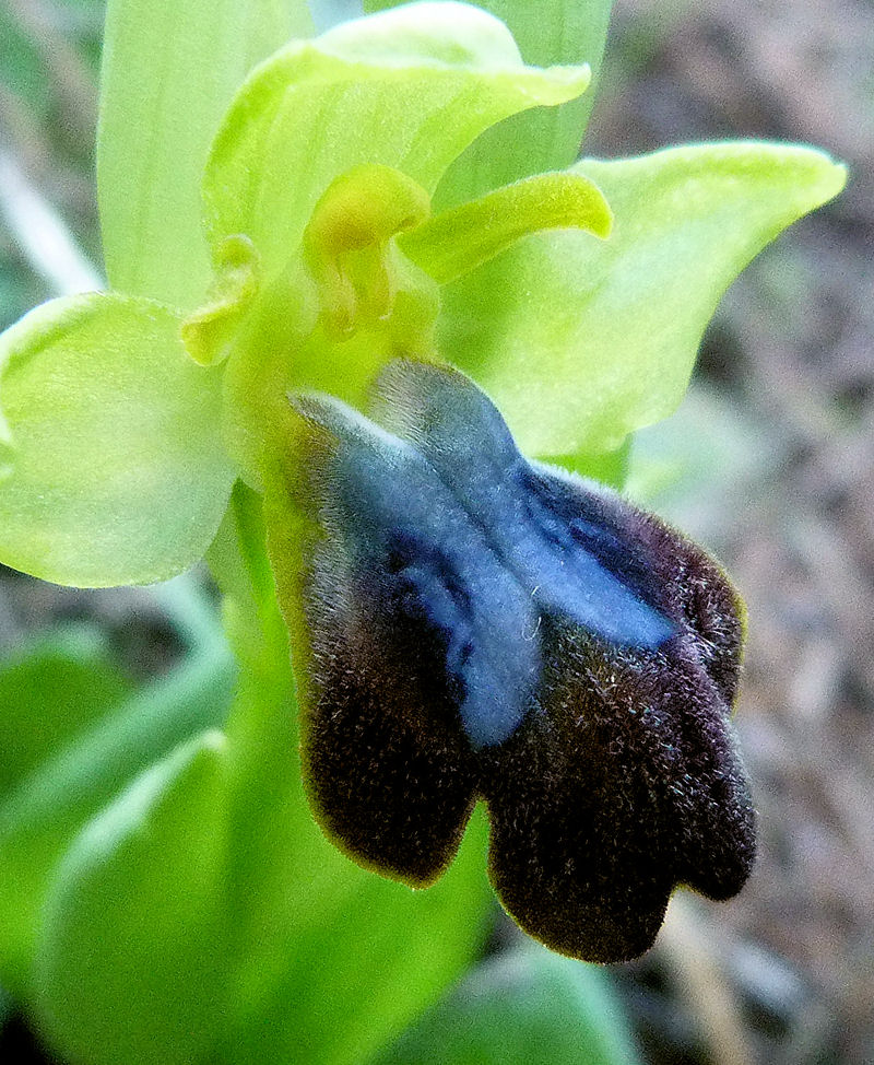 Orchidea scura, Moscaria